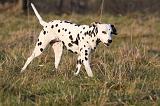 DALMATIEN 417